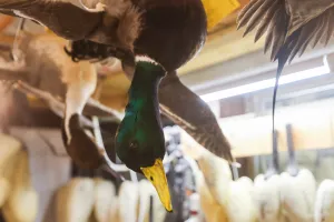 Tarrant taxidermist’s interest in the work comes from love and respect for animals