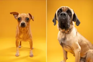 Fur Friday: Make a run for summer fun with a dog beside you