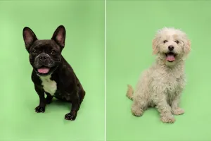 Fur Friday: From comedian to explorer, these dogs are ready for homes