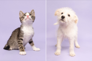 Fur Friday: It’s the dog days of summer and these pets are ready for it