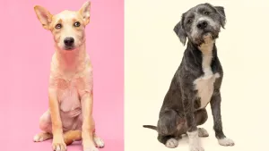 Fur Friday: As we settle into summer, these pets are ready to slow down with you