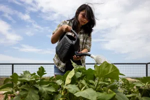 Seed to skillet: Tarleton State Fort Worth cultivates community with its veggie tales