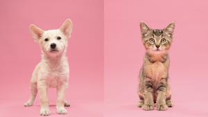Fur Friday: Don’t let the sun set on two reasons to visit Humane Society of North Texas