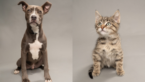 Fur Friday: A memorable summer starts with new friends at Humane Society of North Texas