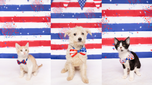 Fur Friday: Before the fireworks start, take a few steps to protect your pets