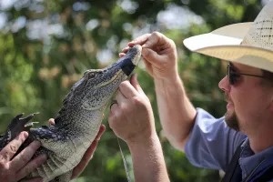 See an alligator in the Trinity River? That's a good sign for the environment