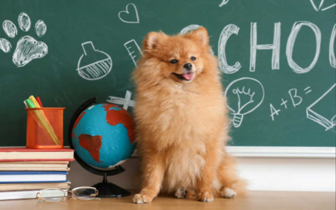 Back to (Obedience) School